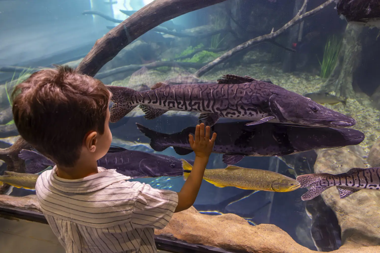 AquaFoz Foz do Iguaçu